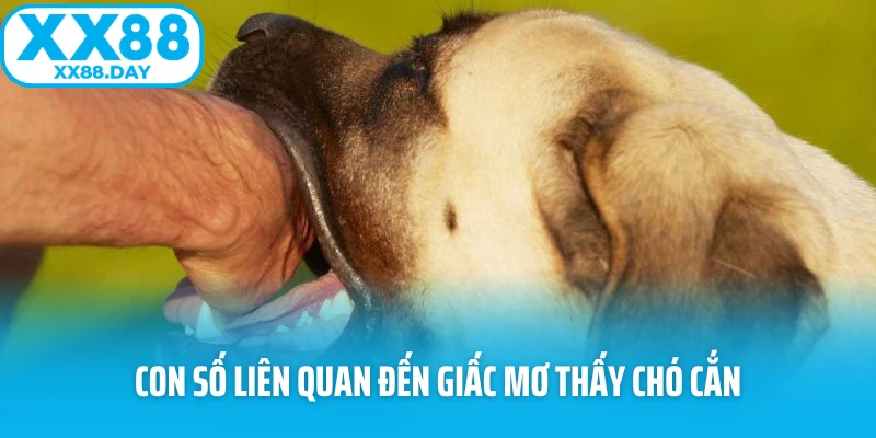 Con số liên quan đến giấc mơ thấy chó cắn